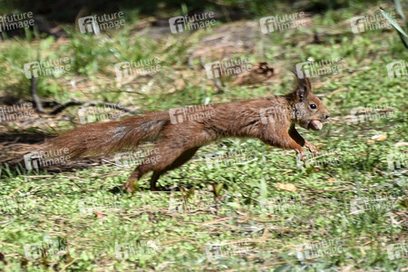 Eichhörnchen in Berlin