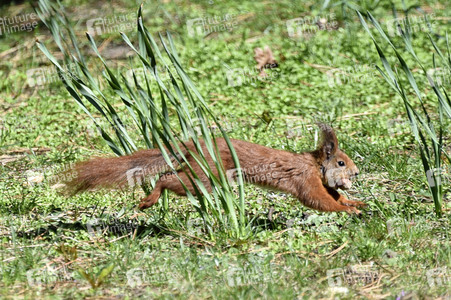 Eichhörnchen in Berlin