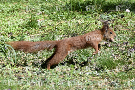 Eichhörnchen in Berlin