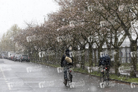 Kirschblüten in Berlin