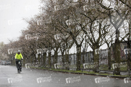Kirschblüten in Berlin