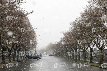 Kirschblüten in Berlin