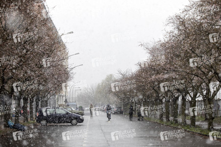 Kirschblüten in Berlin
