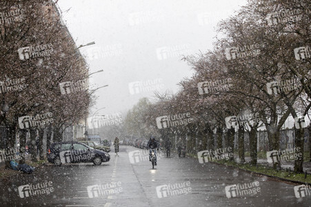 Kirschblüten in Berlin
