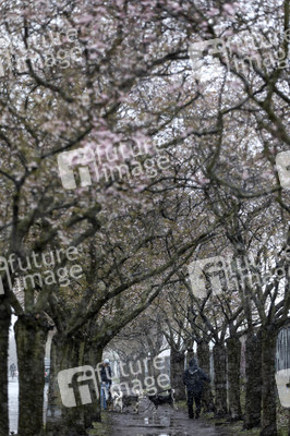 Kirschblüten in Berlin