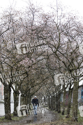 Kirschblüten in Berlin