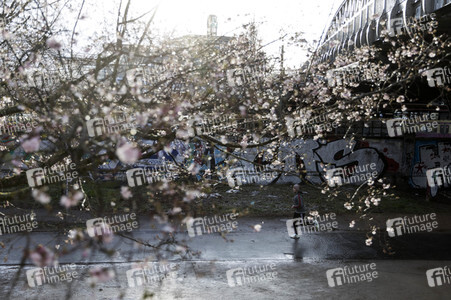 Kirschblüten in Berlin