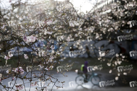 Kirschblüten in Berlin
