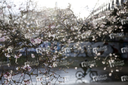 Kirschblüten in Berlin