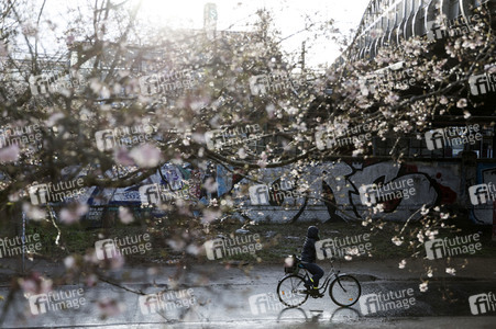 Kirschblüten in Berlin
