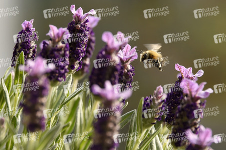 Honigbiene im Frühling in Berlin