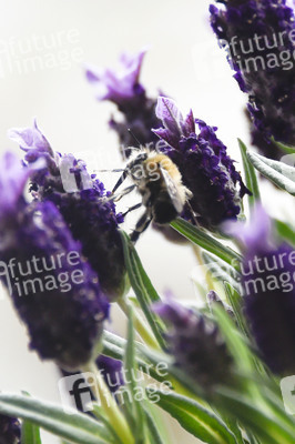 Honigbiene in Berlin