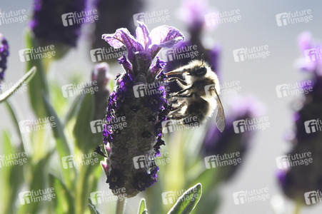 Honigbiene in Berlin