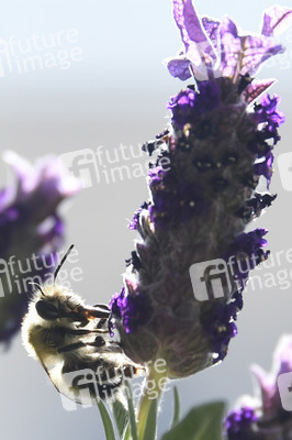 Honigbiene in Berlin