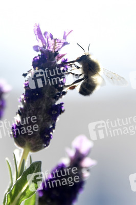 Honigbiene in Berlin