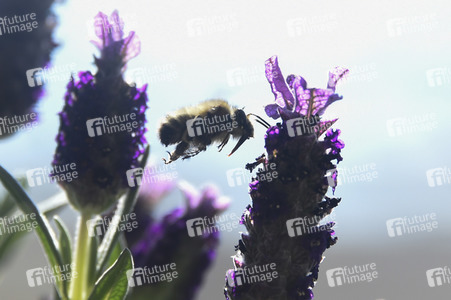 Honigbiene in Berlin