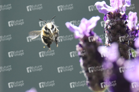 Honigbiene in Berlin