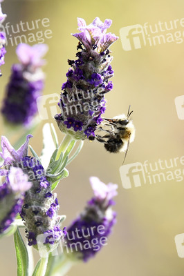 Honigbiene in Berlin