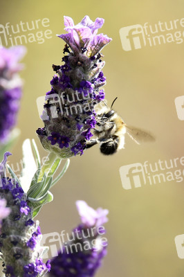 Honigbiene in Berlin