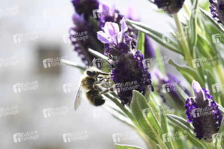 Honigbiene in Berlin