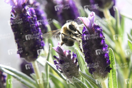 Honigbiene in Berlin