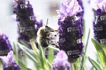 Honigbiene in Berlin