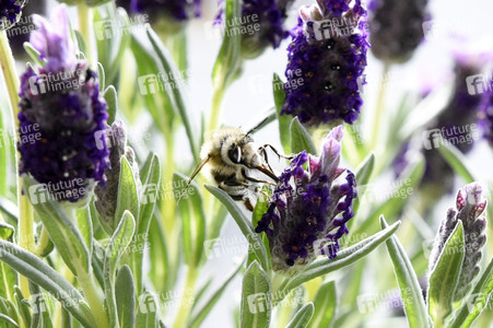 Honigbiene in Berlin