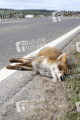 Symbolfoto Wildschaden
