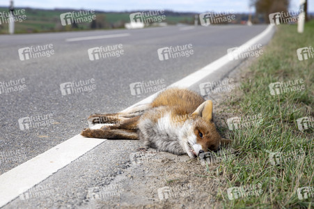 Symbolfoto Wildschaden