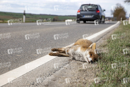 Symbolfoto Wildschaden