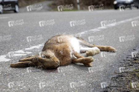 Symbolfoto Wildschaden