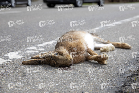 Symbolfoto Wildschaden