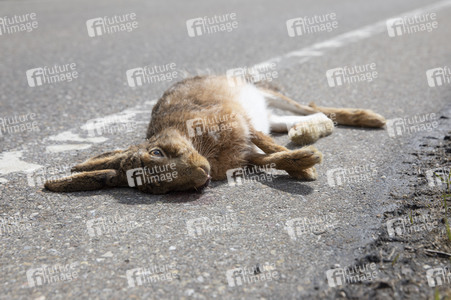 Symbolfoto Wildschaden