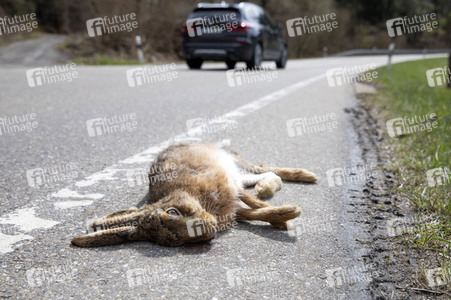 Symbolfoto Wildschaden