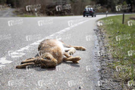 Symbolfoto Wildschaden