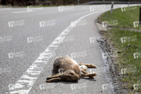 Symbolfoto Wildschaden