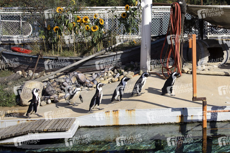 'Welt-Pinguin-Tag / World Penguin Day'-Bodypainting