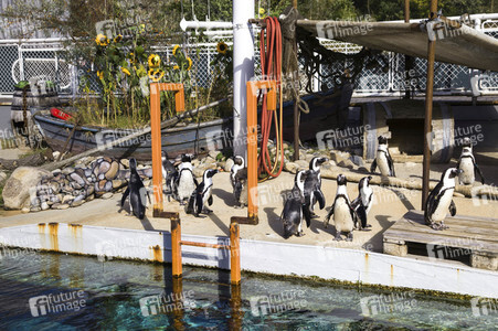 'Welt-Pinguin-Tag / World Penguin Day'-Bodypainting