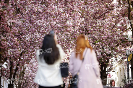 Symbolfoto Bonner Kirschblüte