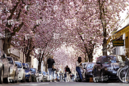 Symbolfoto Bonner Kirschblüte