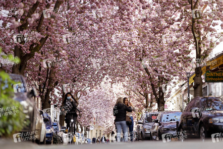 Symbolfoto Bonner Kirschblüte