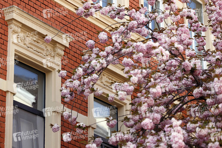 Symbolfoto Bonner Kirschblüte