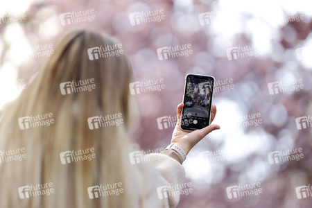 Symbolfoto Bonner Kirschblüte
