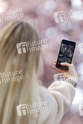 Symbolfoto Bonner Kirschblüte