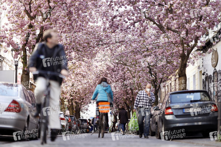 Symbolfoto Bonner Kirschblüte