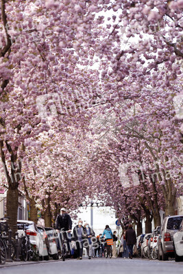 Symbolfoto Bonner Kirschblüte