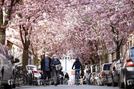 Symbolfoto Bonner Kirschblüte