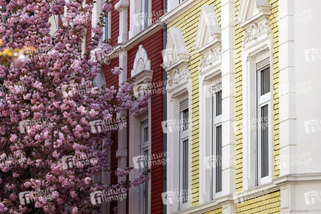 Symbolfoto Bonner Kirschblüte