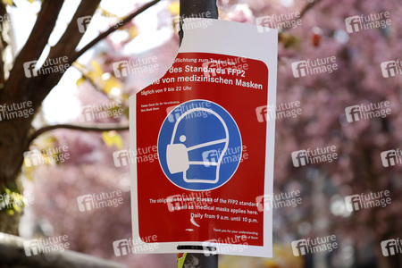 Symbolfoto Bonner Kirschblüte