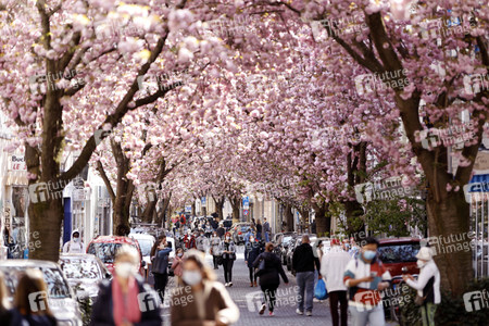 Symbolfoto Bonner Kirschblüte